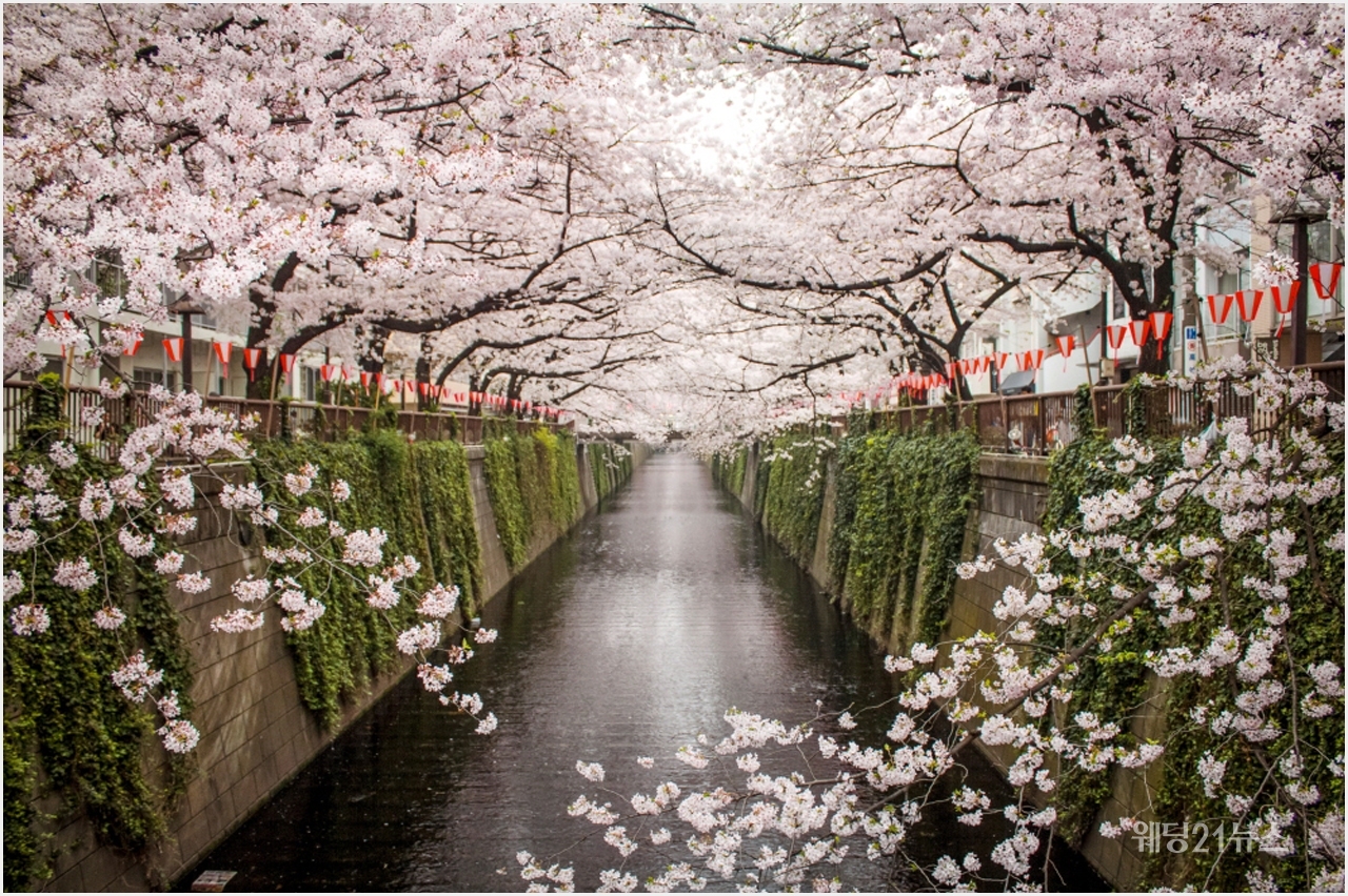 사진 : 에어비앤비, 봄 시즌, 벚꽃과 함께 즐기는 특별한 경험 여행1(도쿄 나카메구로)