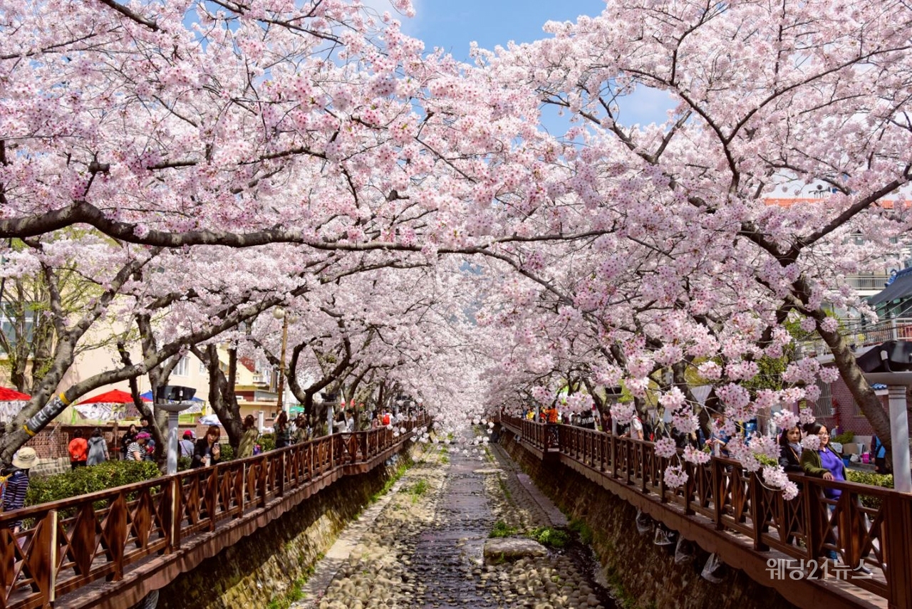 사진 : 진해의 벚꽃축제